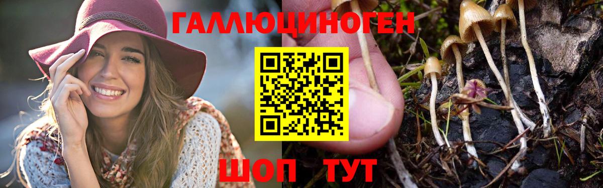 Псилоцибиновые грибы Psilocybine cubensis Солнечногорск